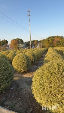 冠幅150厘米银姬小蜡球