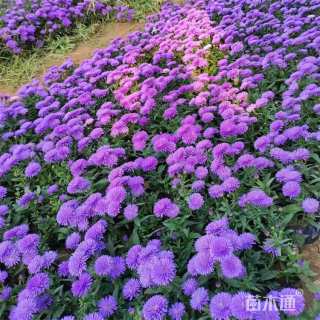 高度18厘米翠菊