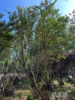 高度500厘米丛生紫薇