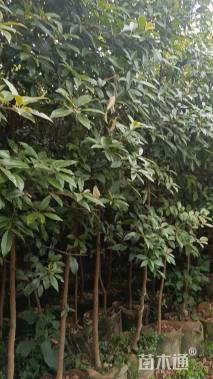 高度20厘米球花石楠