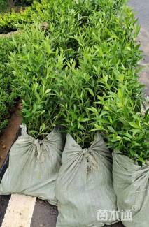 高度80厘米小叶栀子小苗