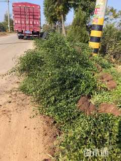 高度50厘米小叶女贞