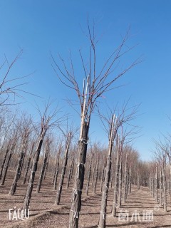 15公分香花槐