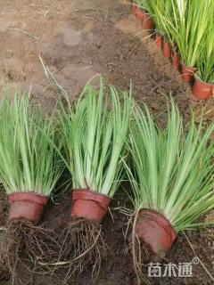 高度30厘米黄菖蒲