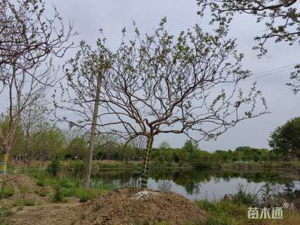 15公分造型紫薇