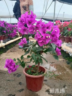 高度35厘米三角梅