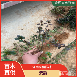 高度30厘米紫鹃