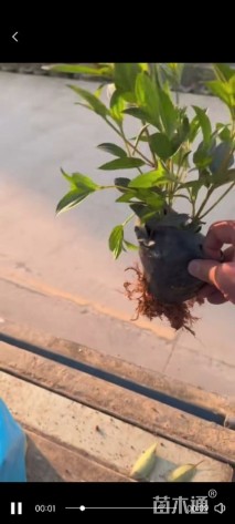 高度20厘米牡丹