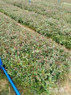 高度30厘米桃金娘