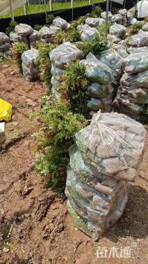 高度25厘米青香木