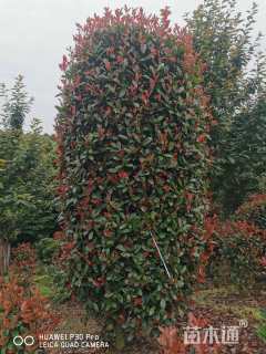 高度130厘米红叶石楠柱