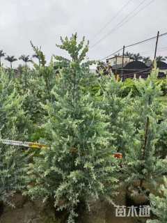 高度150厘米银叶金合欢