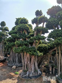 造型小叶榕