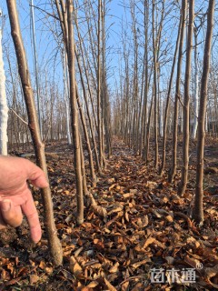 高度150厘米樱花小苗