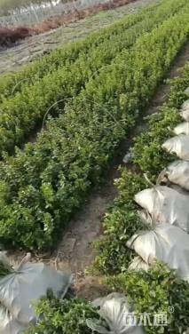 高度30厘米卫矛小苗