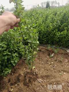 高度40厘米卫矛