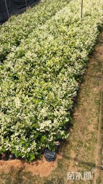 高度25厘米雪花木