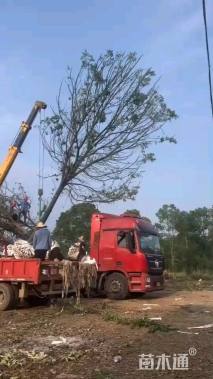 13公分亚当海棠