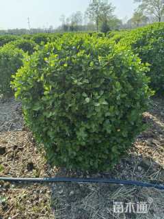 冠幅150厘米卫矛球