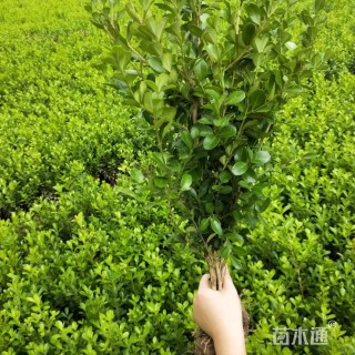 高度80厘米小叶黄杨小苗