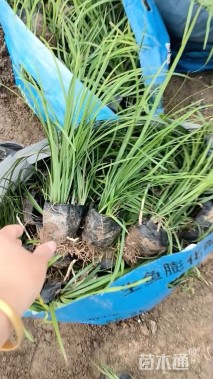 高度20厘米麦冬