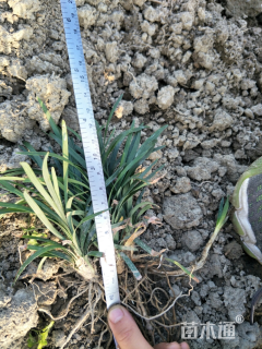 高度10厘米玉龙草