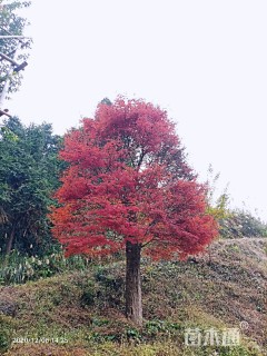 39公分中国红枫