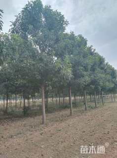 20公分楸树