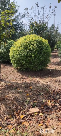 冠幅80厘米金森女贞球