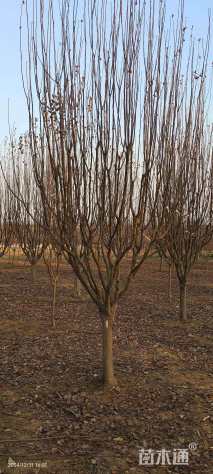 12公分西府海棠