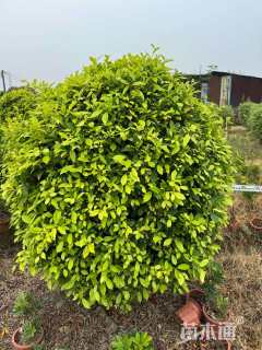 冠幅120厘米黄金榕球