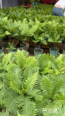 高度45厘米富贵蕨