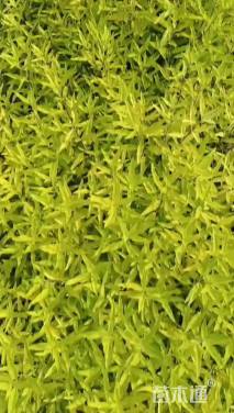 高度25厘米金叶莸