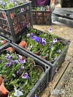 高度10厘米三色堇