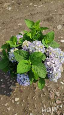 高度40厘米无尽夏绣球