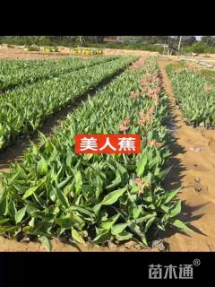 高度30厘米美人蕉