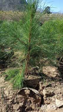 高度60厘米湿地松小苗