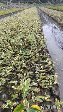 高度15厘米金边埃比胡颓子