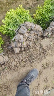 高度40厘米瓜子黄杨小苗