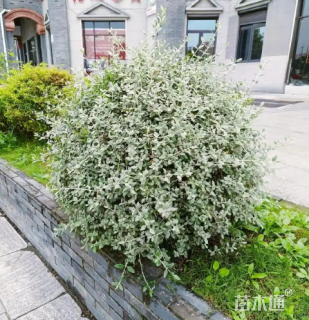 高度30厘米灌从石蚕