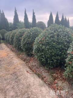 15公分红叶石楠