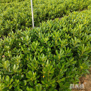 高度20厘米海桐