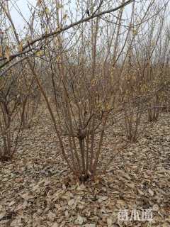 高度200厘米丛生蜡梅