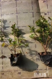 高度25厘米春鹃