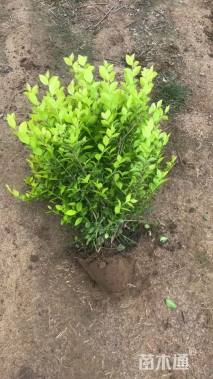 高度70厘米金叶女贞