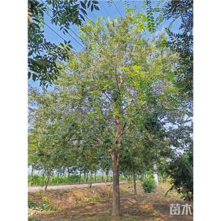 16公分朴树