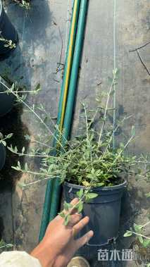 高度30厘米灌从石蚕