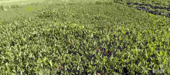 高度60厘米紫芋