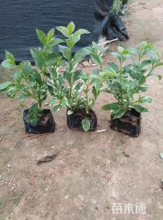 高度30厘米花叶假连翘