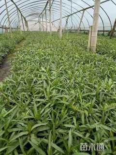 高度20厘米翠芦莉